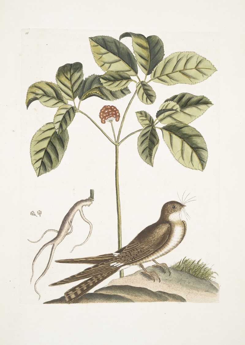 Mark Catesby - Caprimulgus minor Americanus, The Whip-poor-Will; Aureliana Canadensis, The Ginseng, or Ninsin of the Chinese.