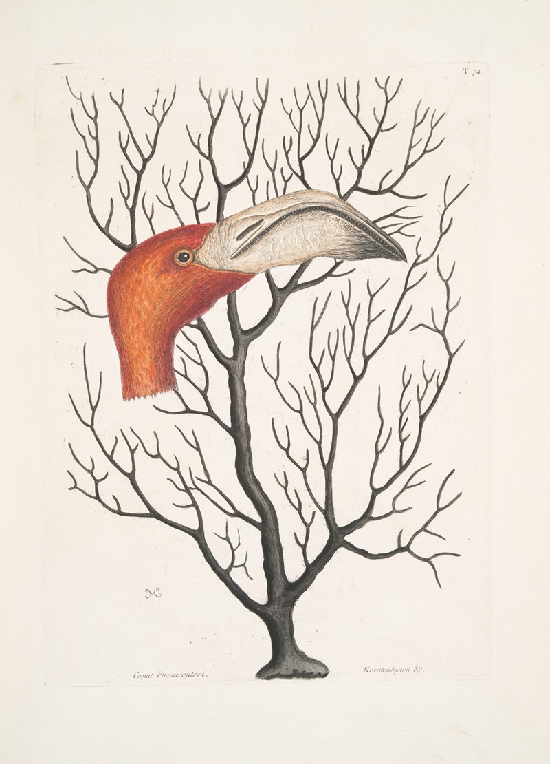 Mark Catesby - Caput Phoenicopteri, The Bill of the Flamingo in its full dimensions; Keratophyton &c.