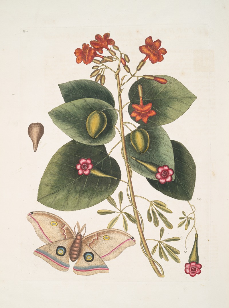 Mark Catesby - Caryophyllus spurius inodorus &c.; Convolvulus minor Pentaphyllos &c.; Phalæna ingens, The Great Moth.