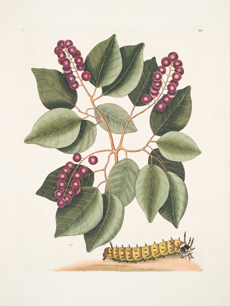Mark Catesby - Cerasus &c., Pigeon-Plum; Eruca maxima cornuta, The great horned Caterpillar.