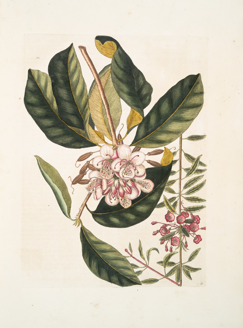 Mark Catesby - Chamærhododendros &c. ; Chamædaphne semper virens &c.