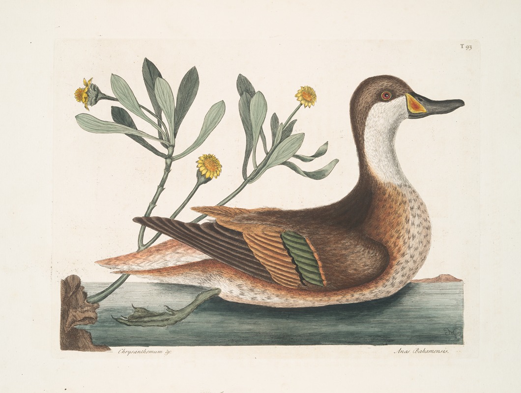 Mark Catesby - Chrysanthemum &c.; Anas Bahamensis, The Ilathera Duck.