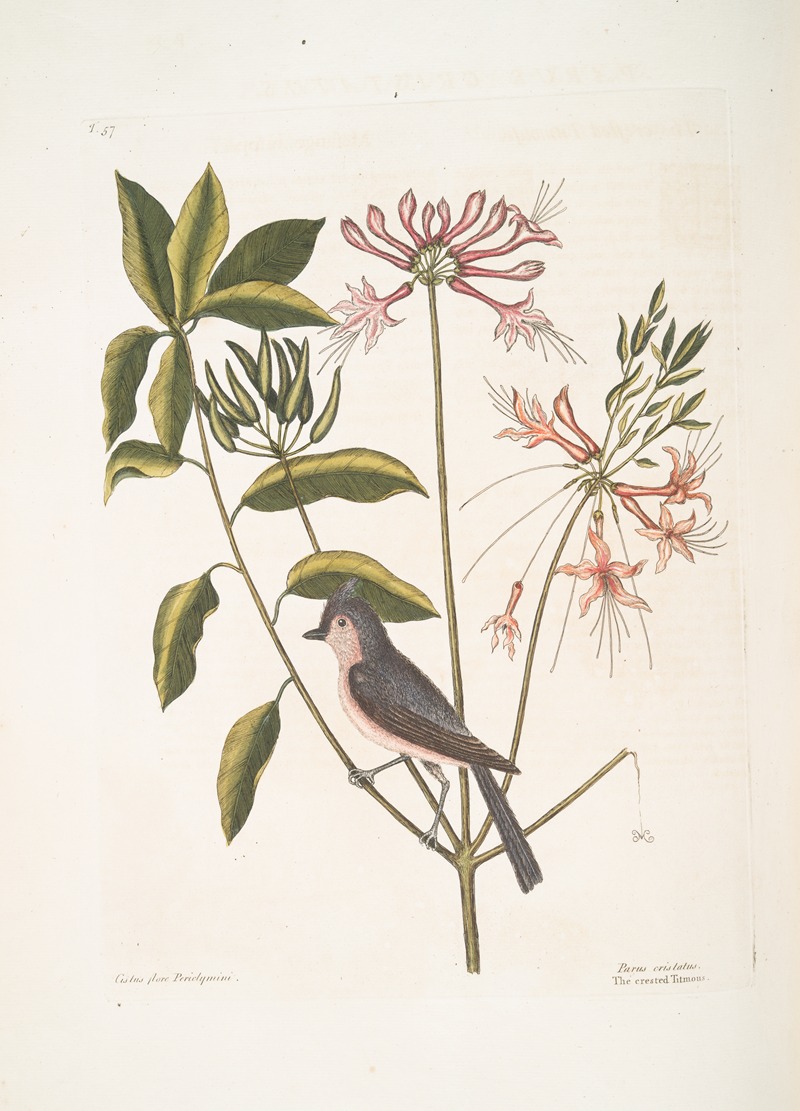 Mark Catesby - Cistus flore Periclymini, The Upright Honysuckle; Parus cristatus, The crested Titmous.