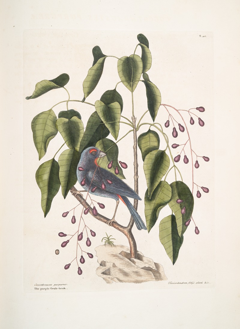 Mark Catesby - Coccothraustes purpurea, The purple Gross-beak; Toxicodendron foliis alatis &c., The Poison -Wood.