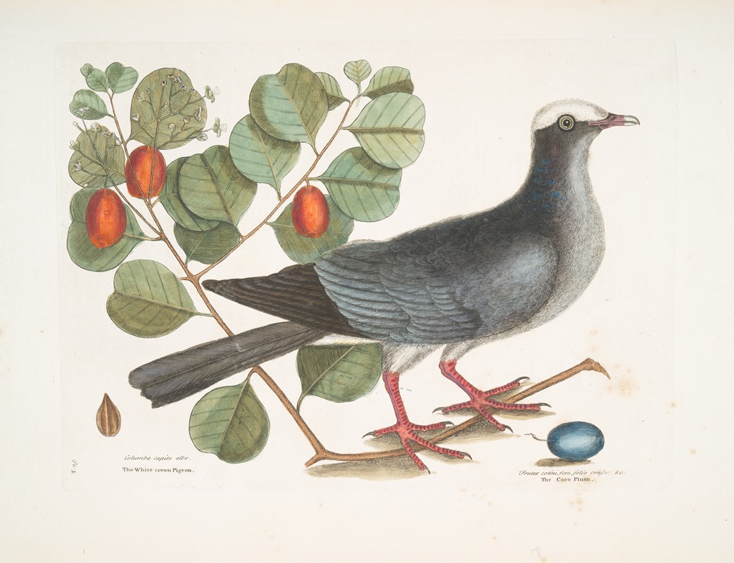 Mark Catesby - Columba capite albo, The White-crowned Pigeon; Frutex cotini fere folio crasso,&c., The Coco Plum.
