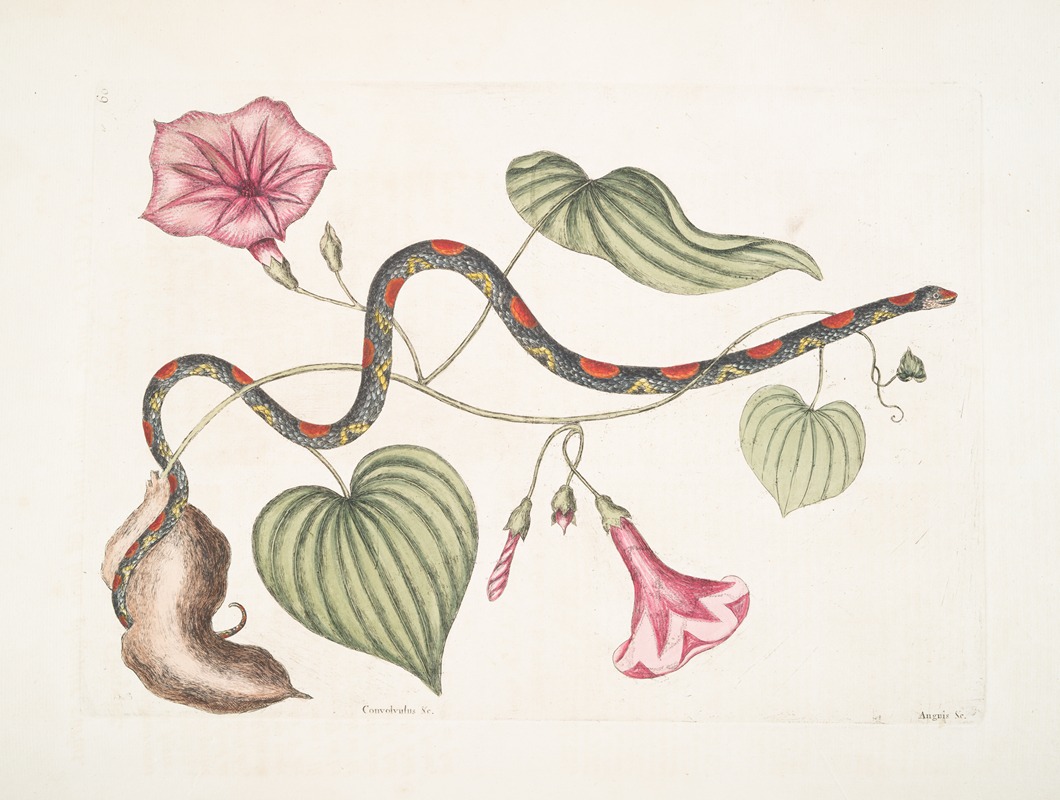 Mark Catesby - Convolvulus &c., The Virginian Potato; Anguis &c., The Bead-Snake.