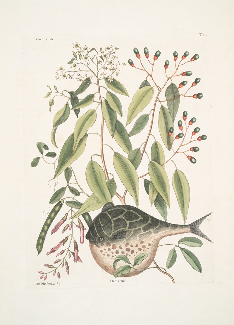 Mark Catesby - Cornus &c.; An Phaseolus &c.; Orbis lævis variegatus, The Globe-Fish.