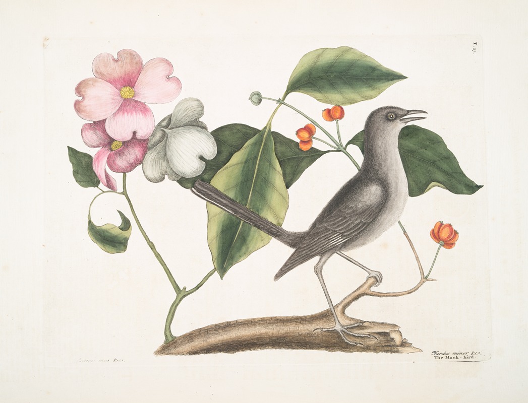 Mark Catesby - Cornus mas VIrginiana &c., The Dogwood Tree; Turdus minor &c., The Mock-bird.