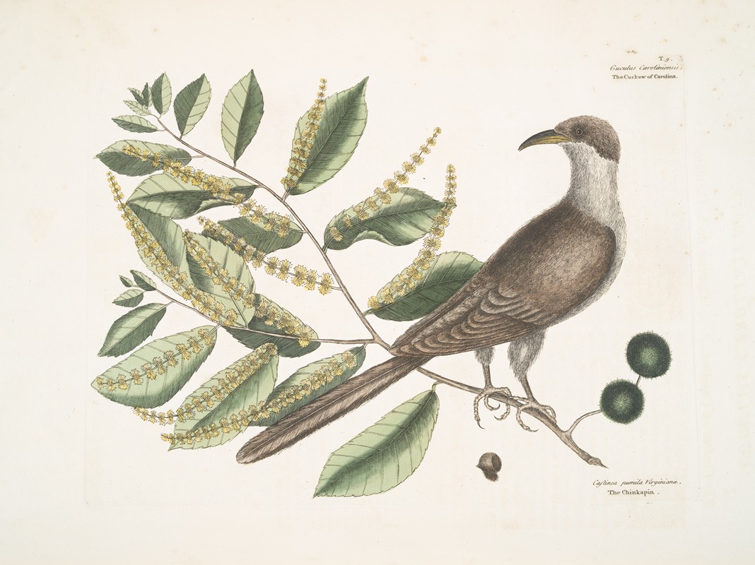 Mark Catesby - Cuculus Caroliniensis, The Cockow of Carolina; Castinea [Castanea] pumila Virginiana.