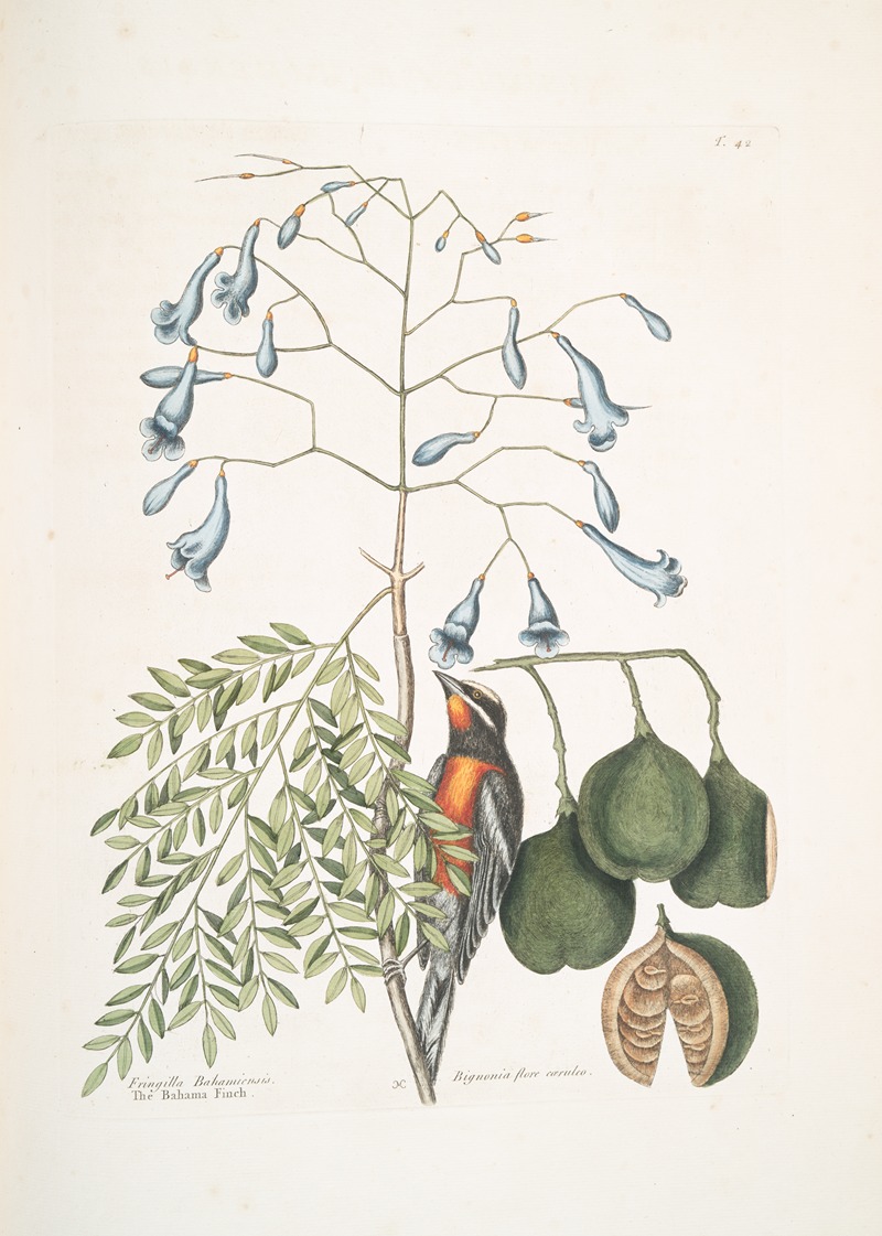 Mark Catesby - Fringilla Bahamiensis, The Bahama Finch; Bignonia flore coeruleo, The broadleafed Guaiacum with blue flowers.