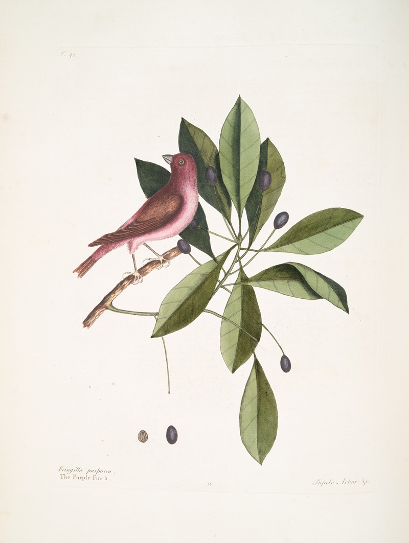 Mark Catesby - Fringilla purpurea, The Purple Finch; Tupelo Arbor &c., The Tupelo Tree.