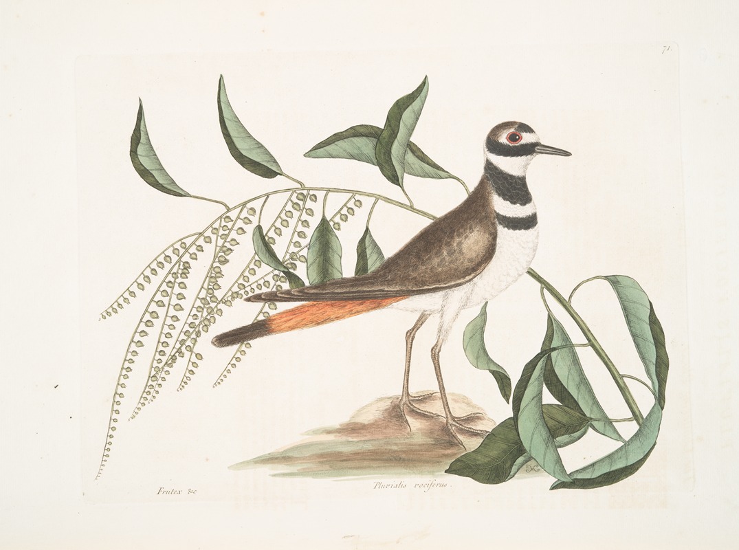 Mark Catesby - Frutex &c., The Sorrel-Tree; Pluvialis vociferus, The Chattering Plover.