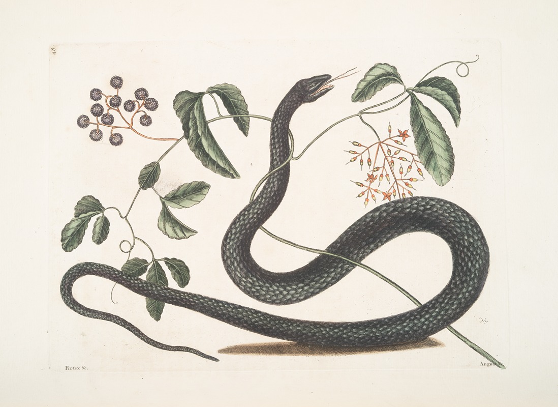 Mark Catesby - Frutex &c.; Anguis &c., The Black-Snake.