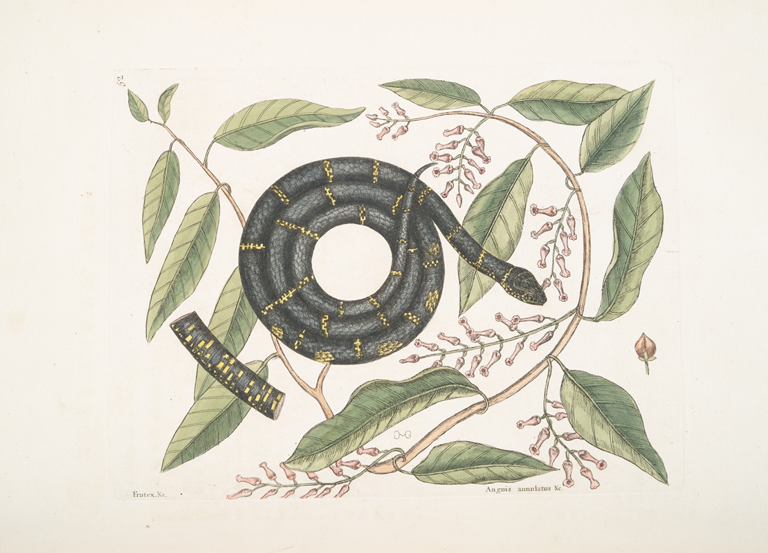 Mark Catesby - Frutex &c.; Anguis annulatus &c., The Chain-Snake.