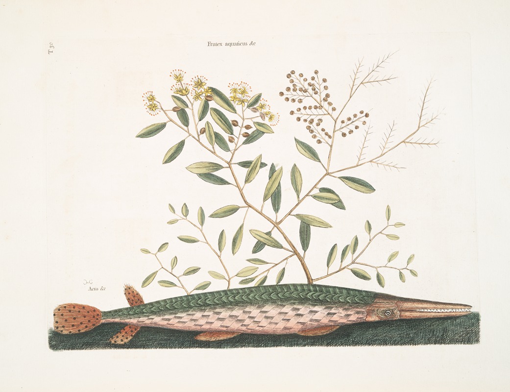 Mark Catesby - Frutex aquaticus &c.; Acus &c.,The green Gar-Fish.