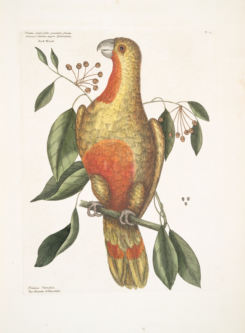 Mark Catesby - Frutex Lauri folio pendulo, fructu tricocco, semine nigro splendente, Red Wood; Psitticus Paradisis, The Parrot of Paradise.