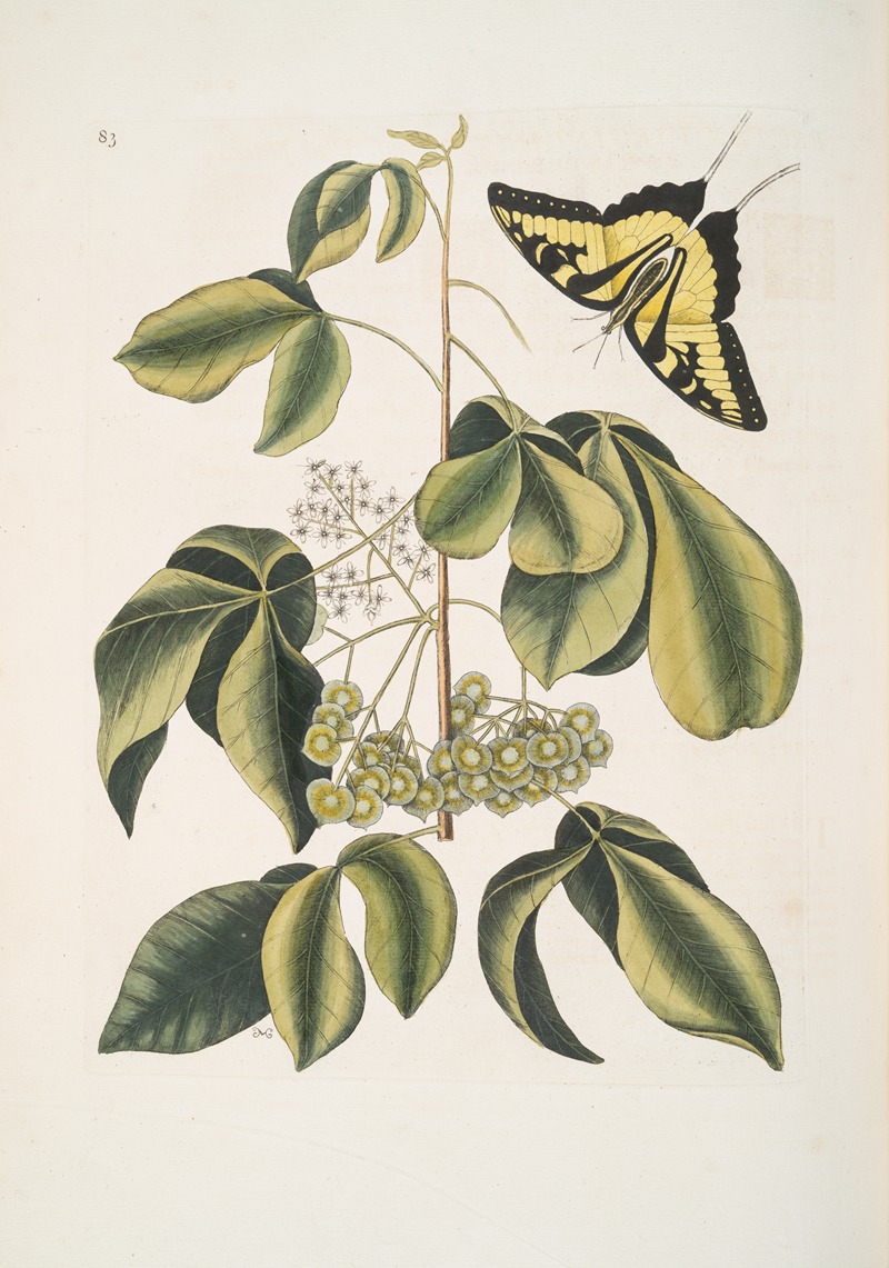 Mark Catesby - Frutex Viginianus; Papilio caudatus maximus.