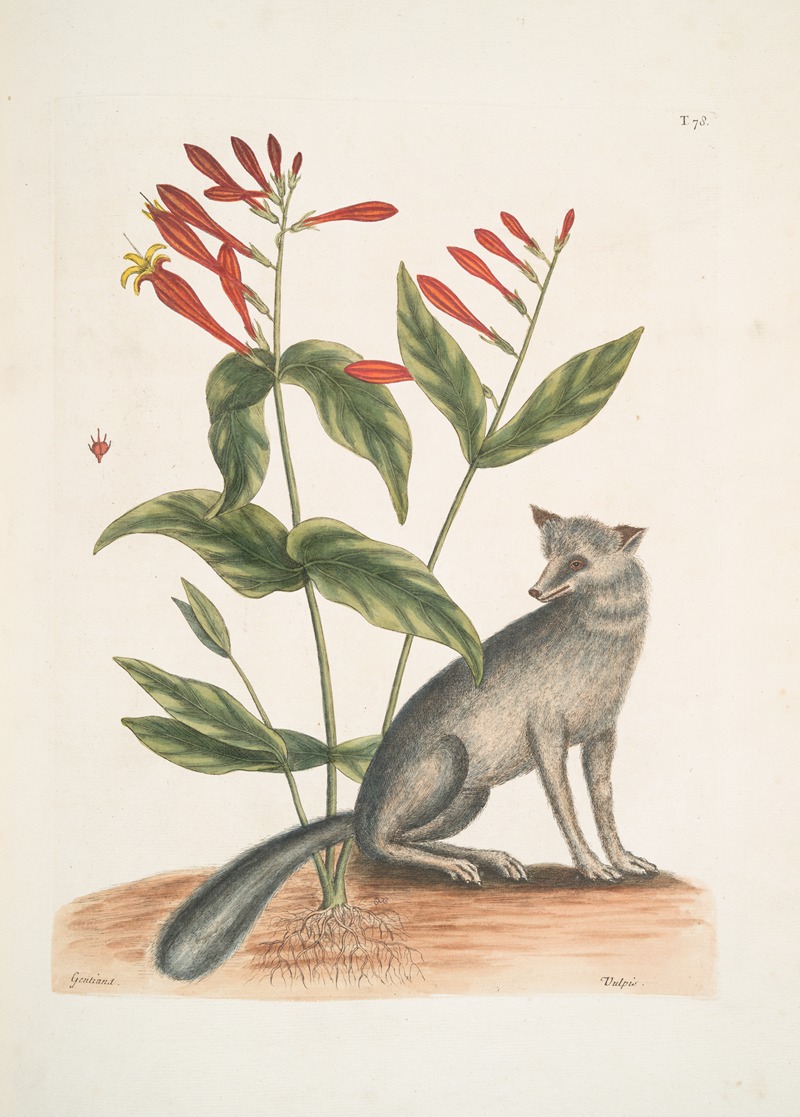 Mark Catesby - Gentiana, The Indian Pink; Vulpis, The Grey Fox.
