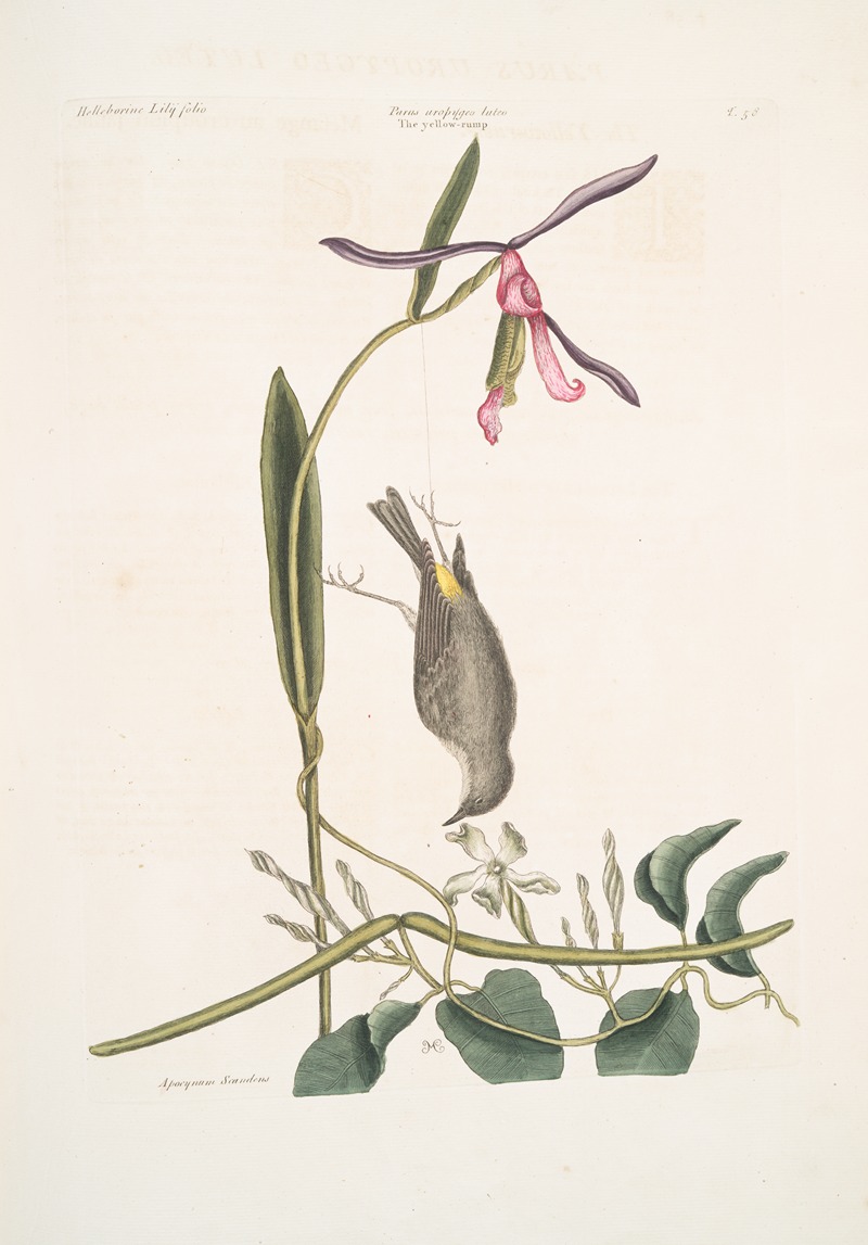 Mark Catesby - Helleborine Lily folio, The Lilly-leaf’s Hellebore; Parus Uropygeo luteo, The Yellow-rump; Apocynum Scandens, Dogs-bane.