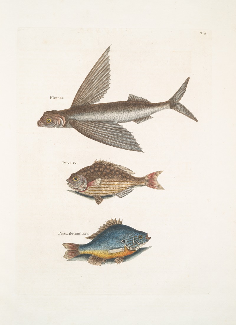 Mark Catesby - Hirundo, The Flying FIsh; Perca &c., The Rudder Fish; Perca fluviatilis &c. , The Fresh-Water Pearch.