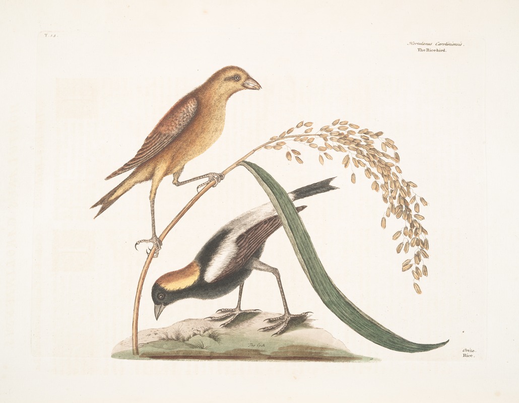 Mark Catesby - Hortulanus Caroliniensis, The Rice-bird; Oriza, Rice.