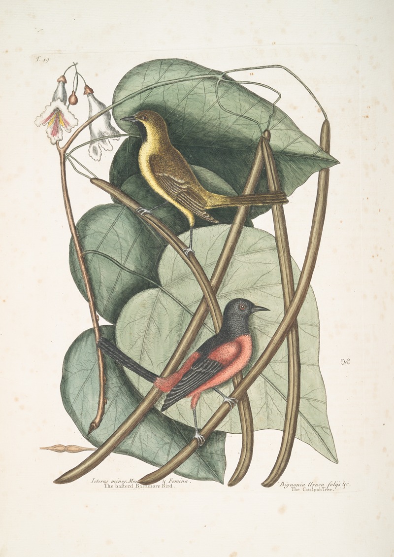Mark Catesby - Icterus minor, The basterd Baltimore Bird; Bignonia Urusu foliis &c., The Catalpah Tree.