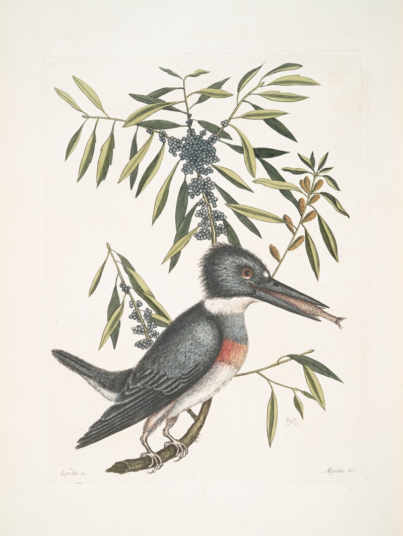 Mark Catesby - Ispida &c., The King-Fisher; Myrtus &c., The narrow-leaved Candle-berry Myrtle.