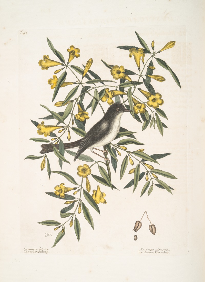 Mark Catesby - Jasminum luteum,The yellow Jessamy; Muscicapa nigrescens, The Blackcap Flycatcher.
