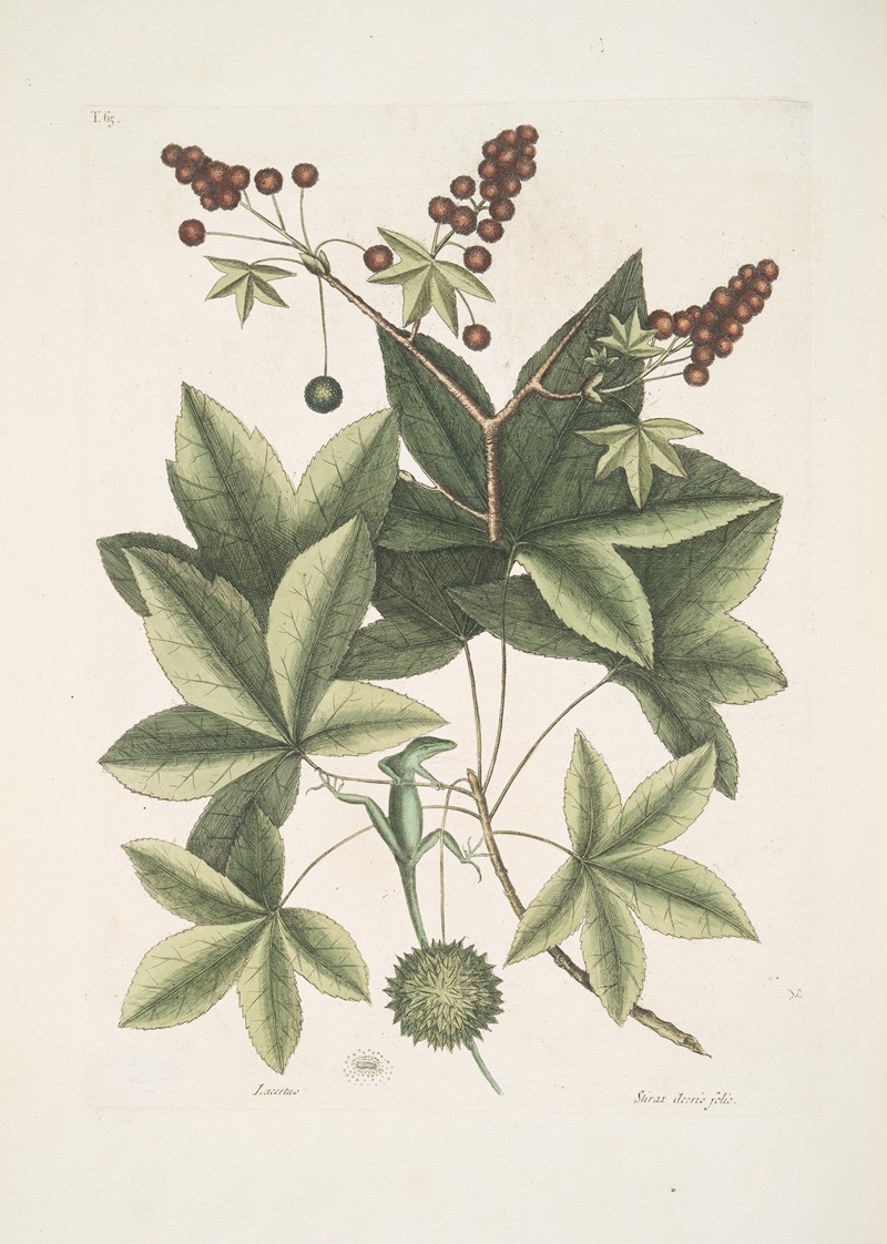 Mark Catesby - Lacertus viridis Carolinensis, The Green-Lizard of Carolina; Stirax Aceris folio, The Sweet Gum-Tree.