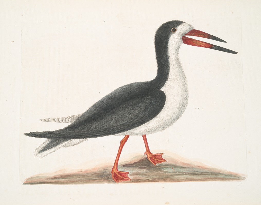 Mark Catesby - Larus Major, The Cut Water.