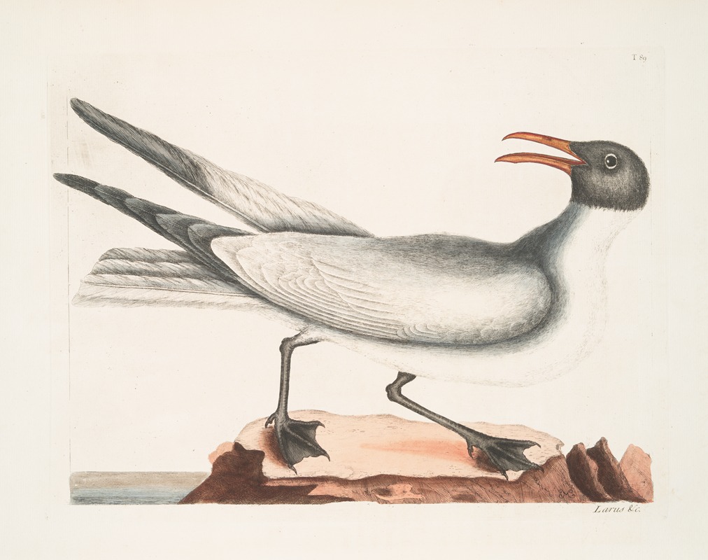 Mark Catesby - Larus major, The Laughing Gull.