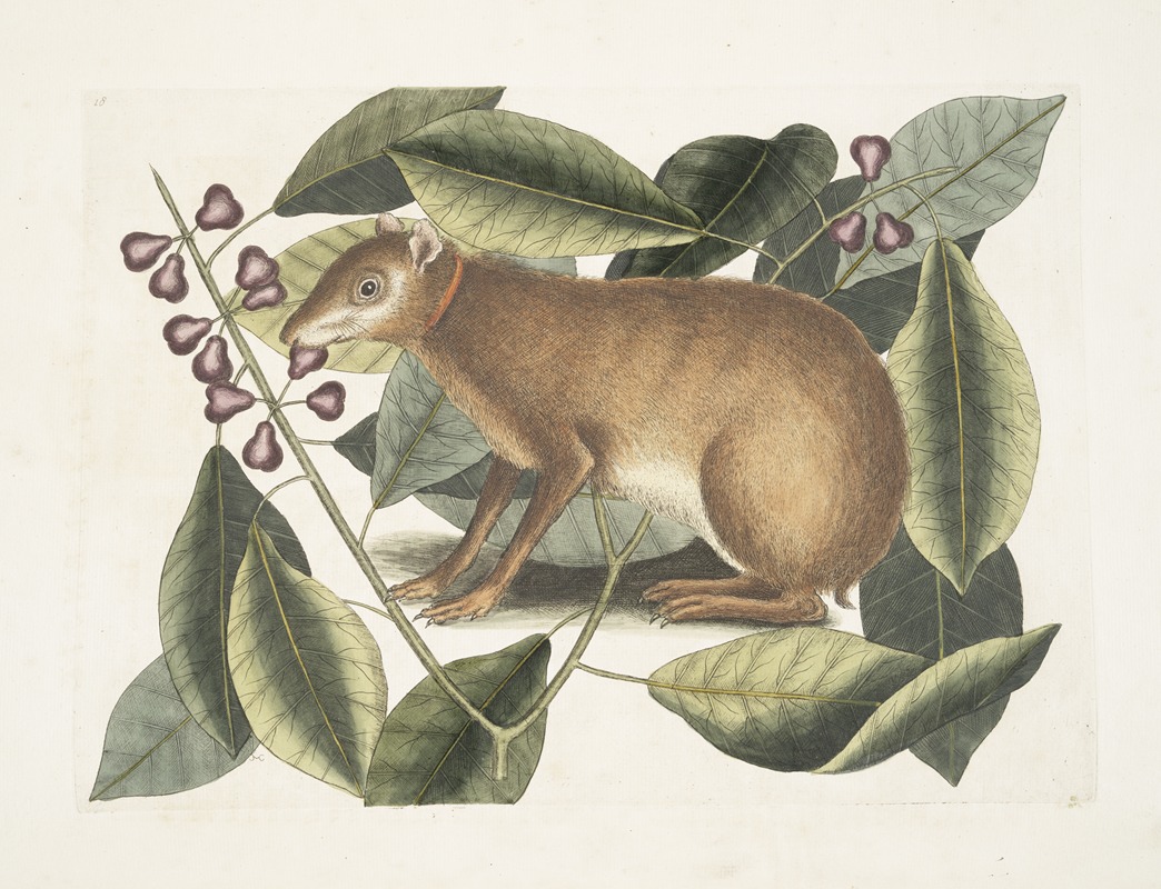 Mark Catesby - Lepus Javensis, The Java Hare; Ficus citrii folio &c.