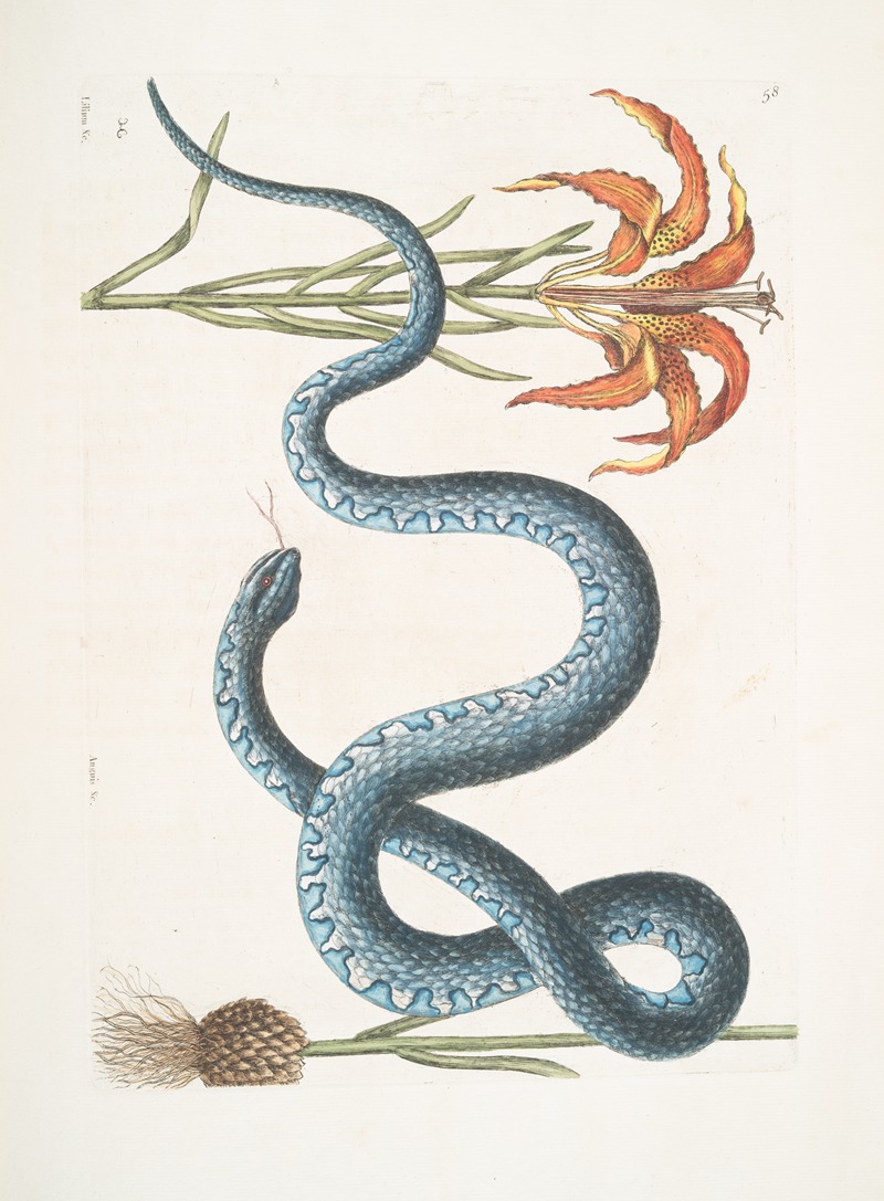 Mark Catesby - Lilium &c., The Red Lily; Anguis &c., The Wampum-Snake.