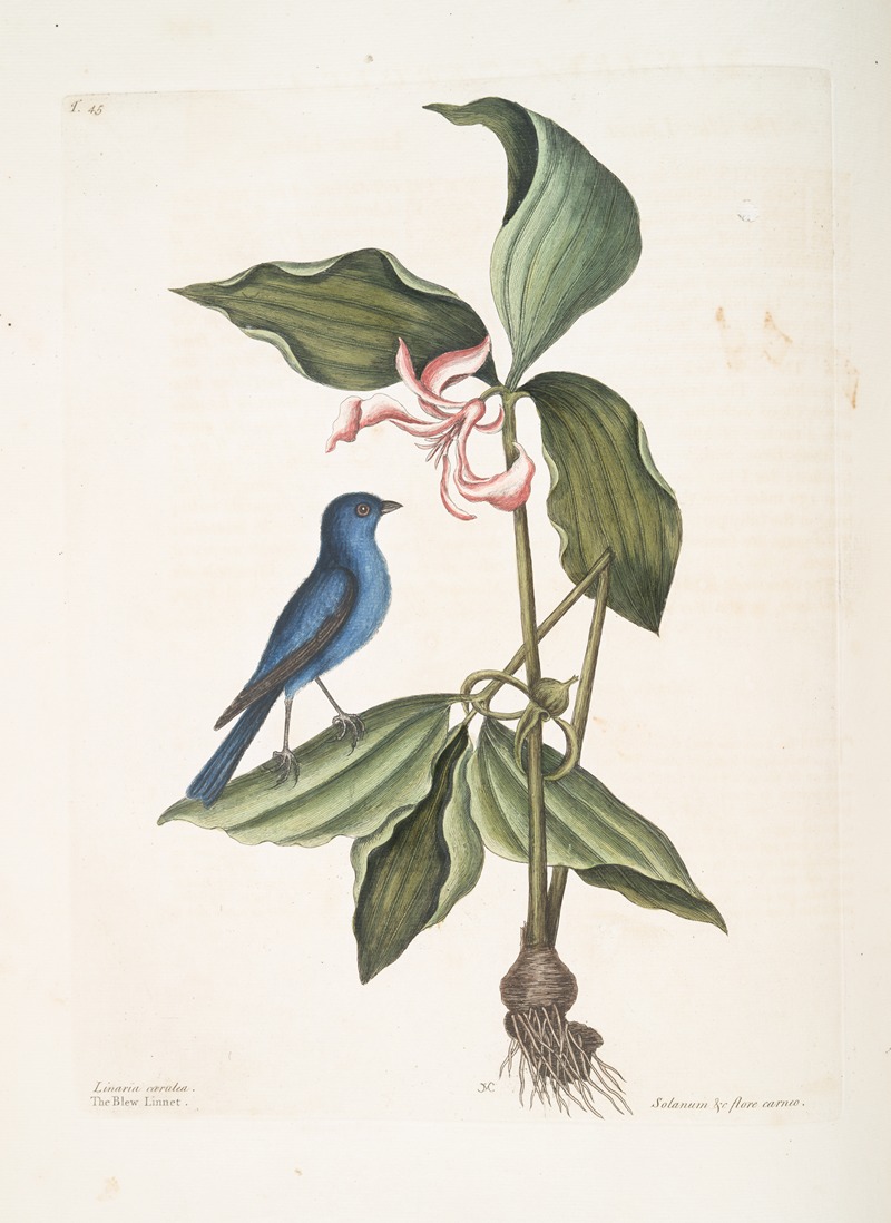 Mark Catesby - Linaria cærulea, The Blew Linnet; Solanum triphyllon, flore hexapetalo carneo.