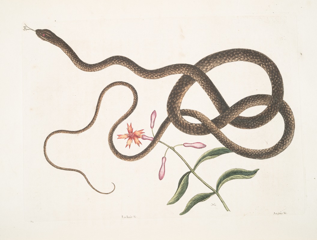 Mark Catesby - Lychnis &c.; Anguis flagelli formis,The Coach-whip Snake.