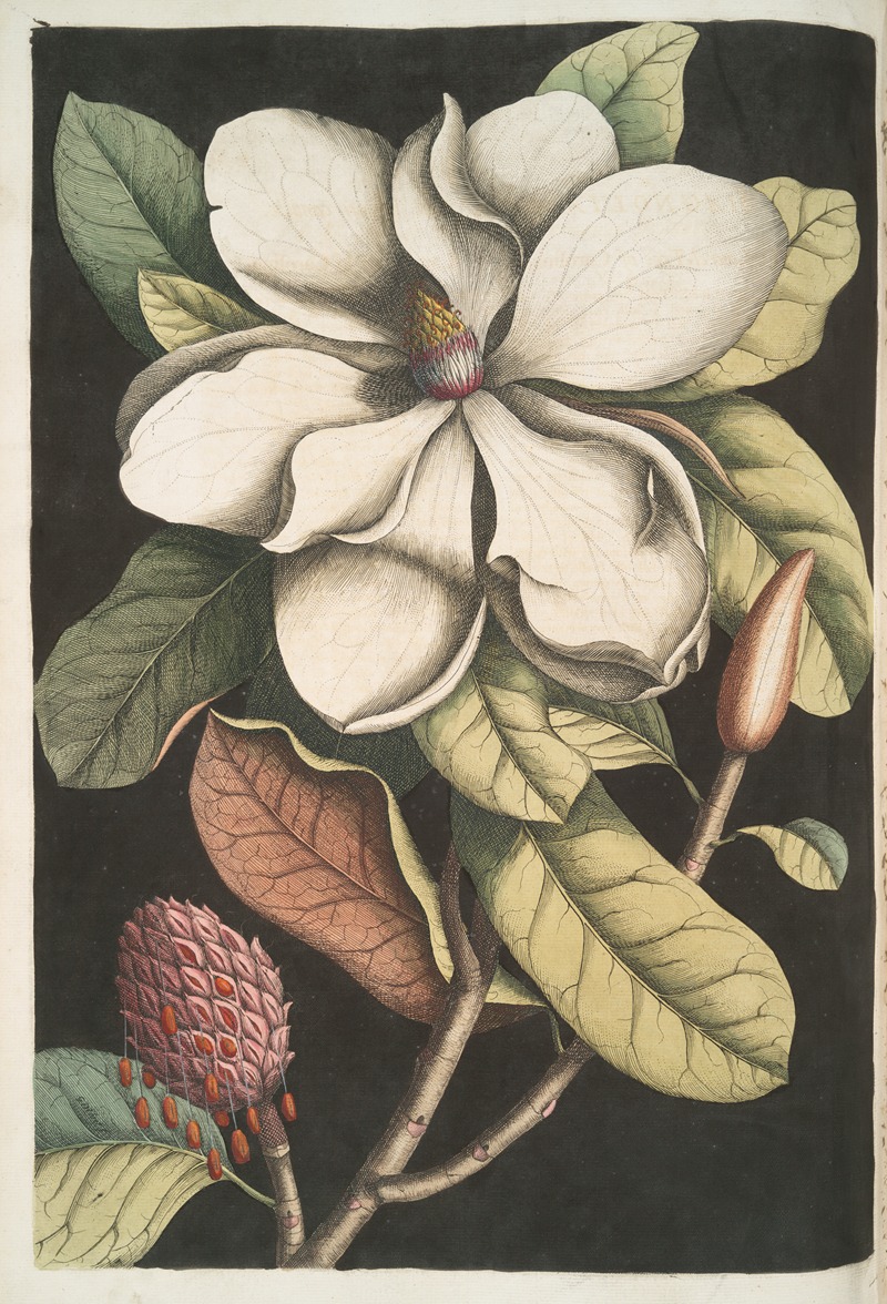 Mark Catesby - Magnolia altissima, The Laurel-Tree of Carolina.