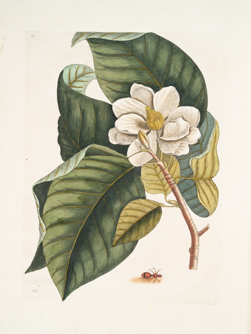 Mark Catesby - Magnolia fore albo &c.; Formica villosa coccinea, The Velvet Ant.