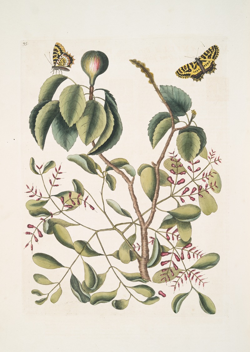 Mark Catesby - Mancanilla Pyri facie, The Mancaneel-Tree; Viscum foliis latioribus; Papilio medius &c.
