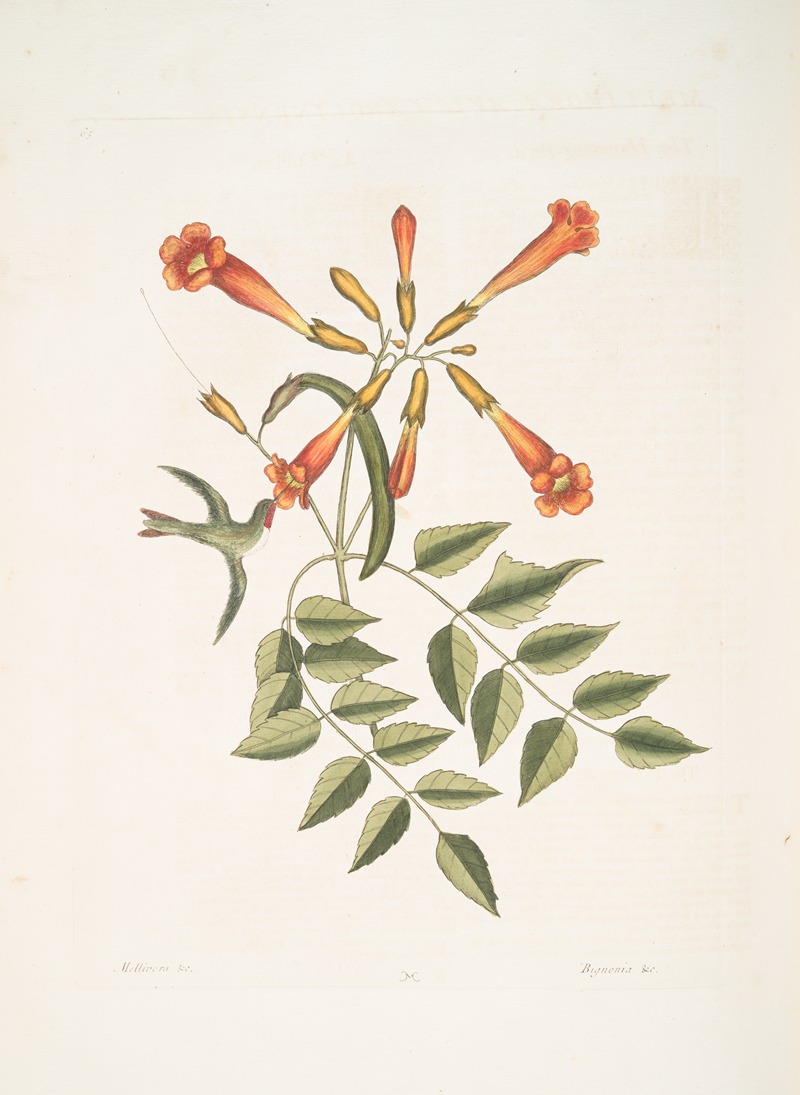 Mark Catesby - Mellivora &c. , The Humming-bird; Bignonia &c., The Trumpet-Flower.