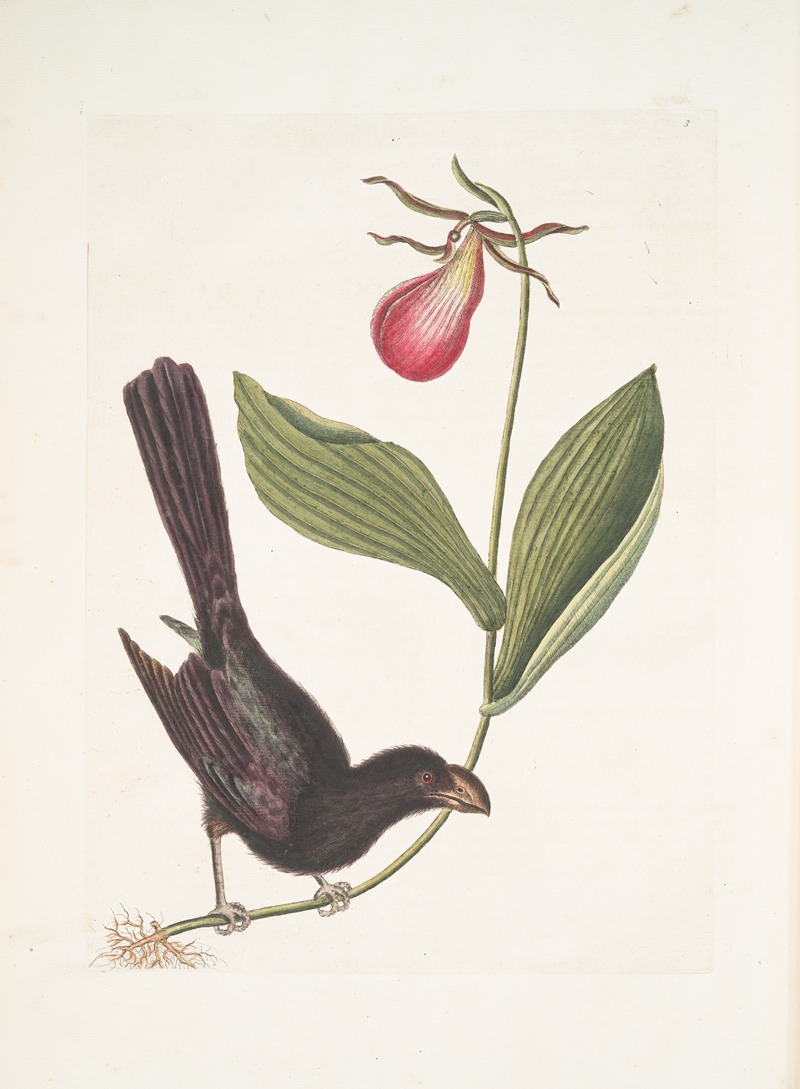 Mark Catesby - Monedula Tota nigra, The Razor-billed Black-bird of Jamaica; Calceolus &c.