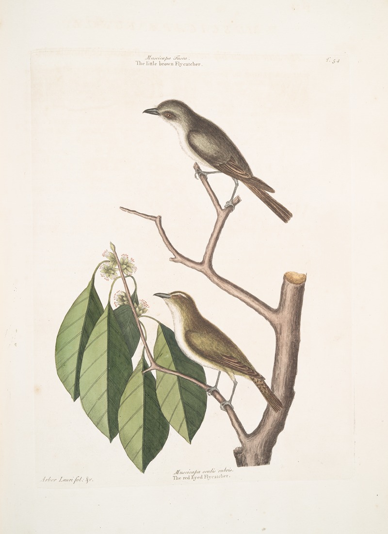 Mark Catesby - Muscicapa fusca, the little brown Flycatcher; Muscicapa oculis rubris, The red Eyed Flycatcher; Arbor Lauri fol. &c.