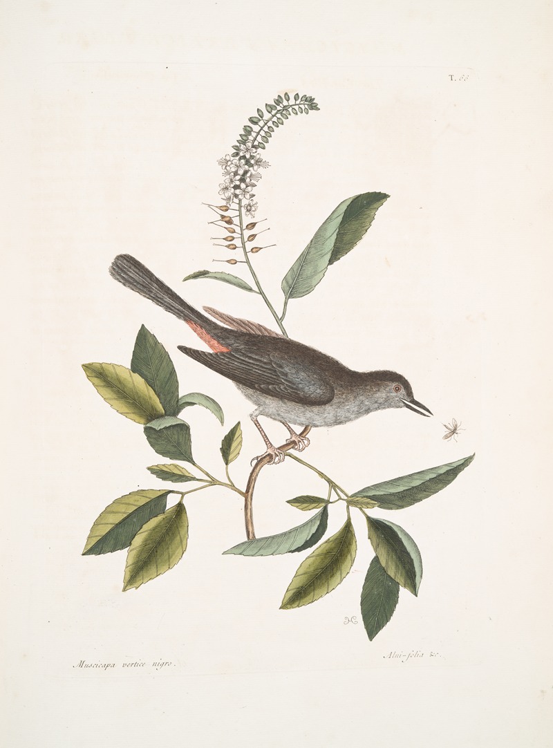 Mark Catesby - Muscicapa vertice nigro, The Cat-bird; Alni folia Americana serrata.