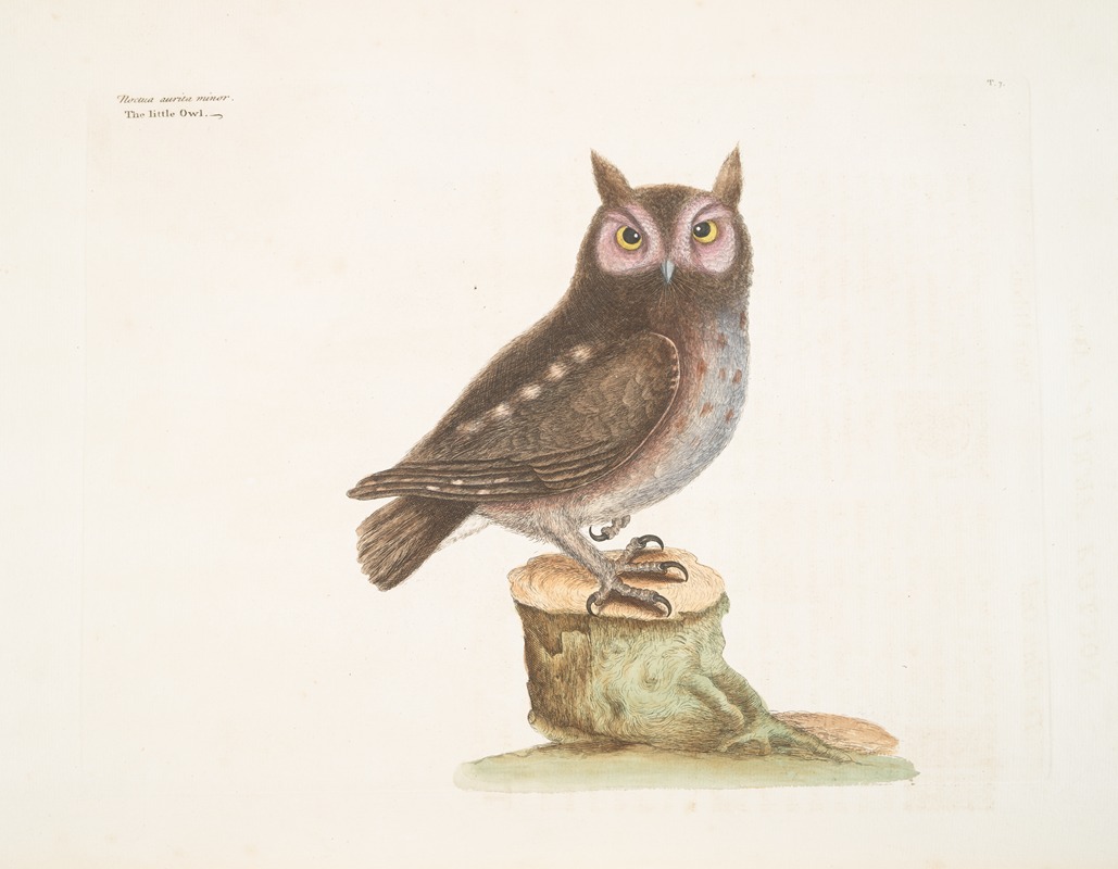 Mark Catesby - Noctua aurita minor, The little Owl.