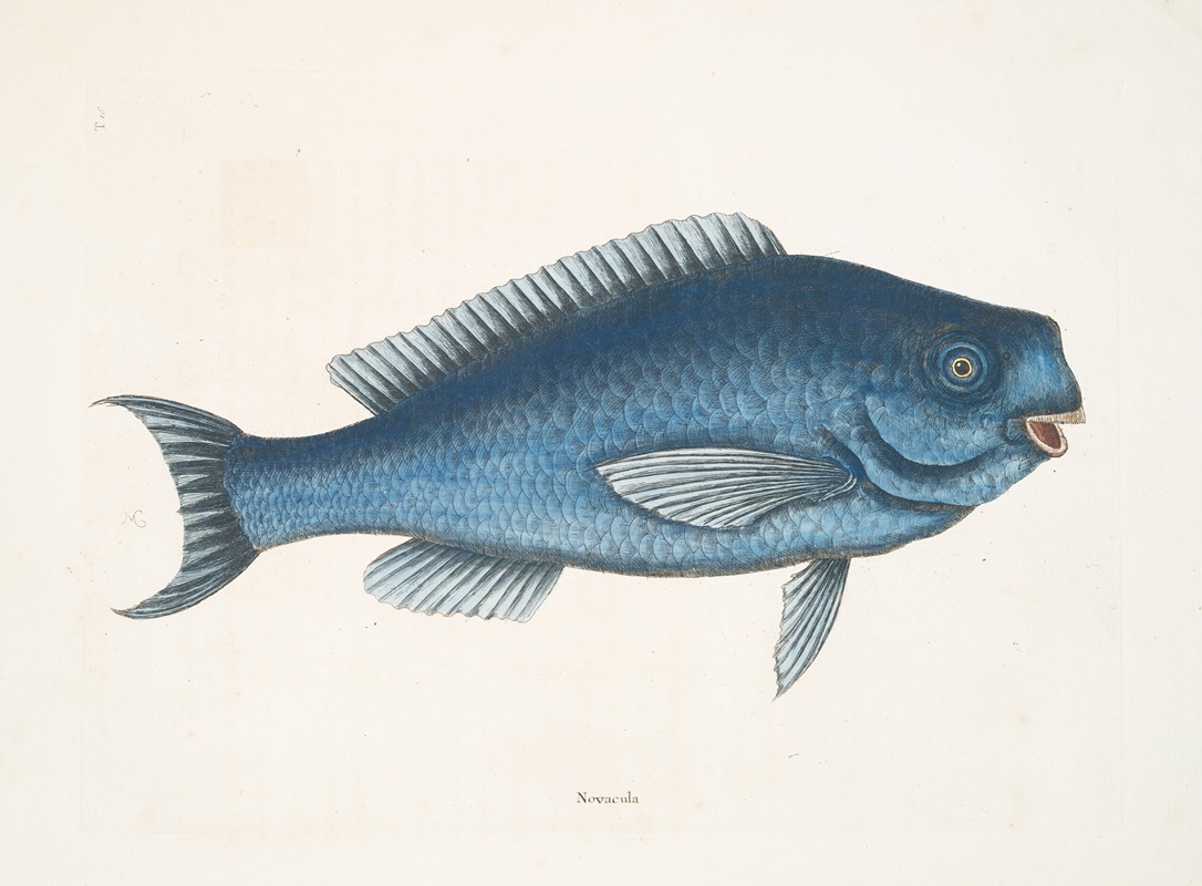 Mark Catesby - Novacula, The Blue Fish.
