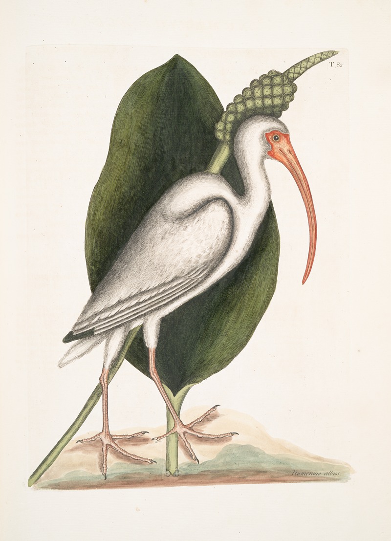 Mark Catesby - Numenius albus, The White Curlew.