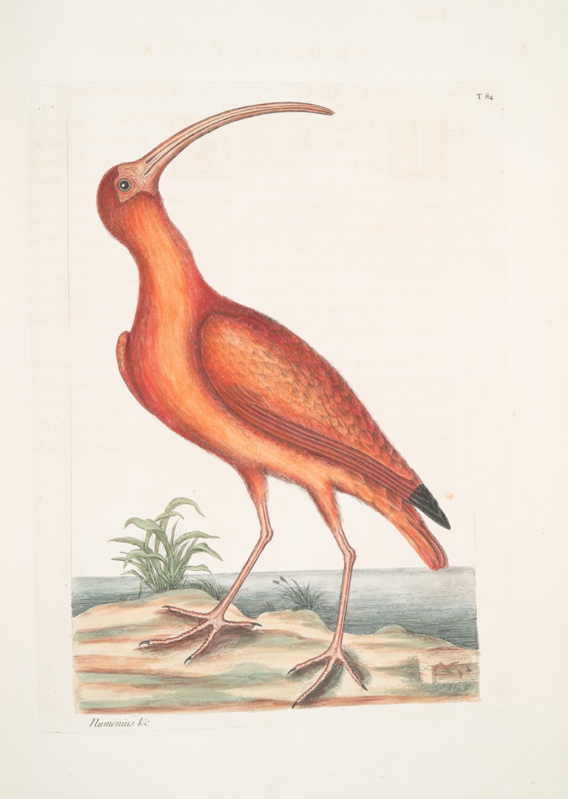 Mark Catesby - Numenius ruber, The Red Curlew.