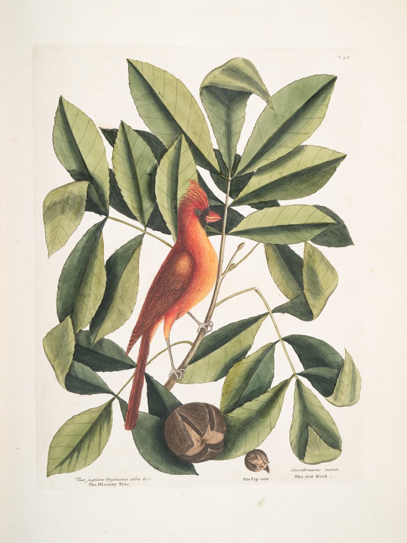 Mark Catesby - Nux juglans Virginiana alba &c., The Hiccory Tree; The Pig-nut; Coccothraustes ruber, The red Bird.