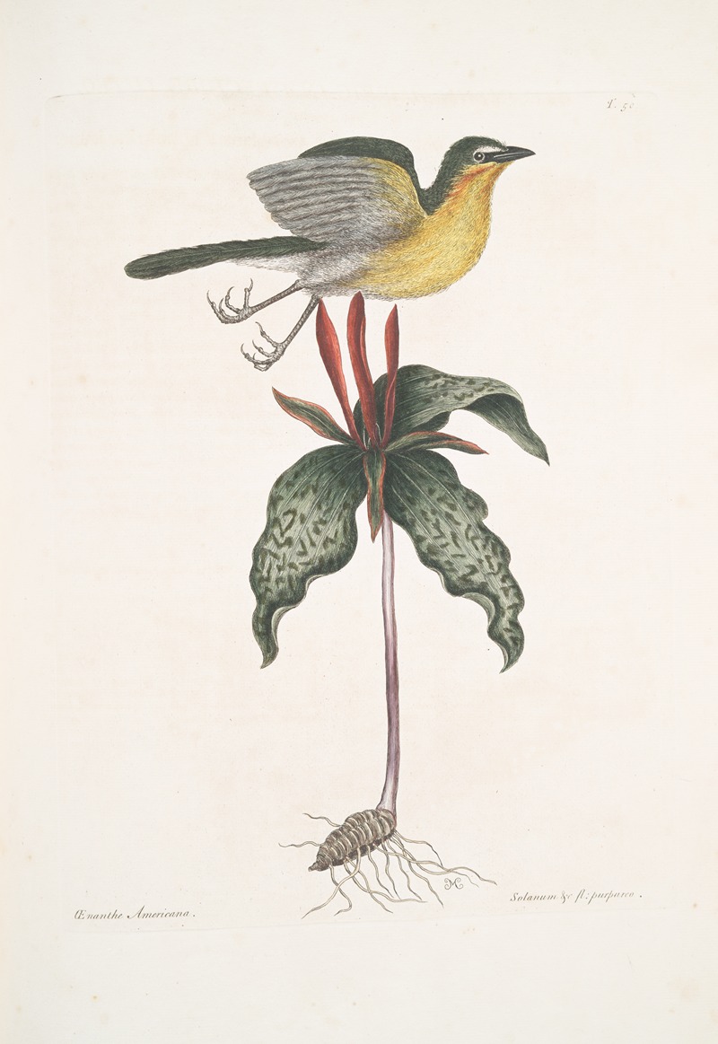 Mark Catesby - Oenanthe Americana, The yellow breasted Chat; Solanum &c.