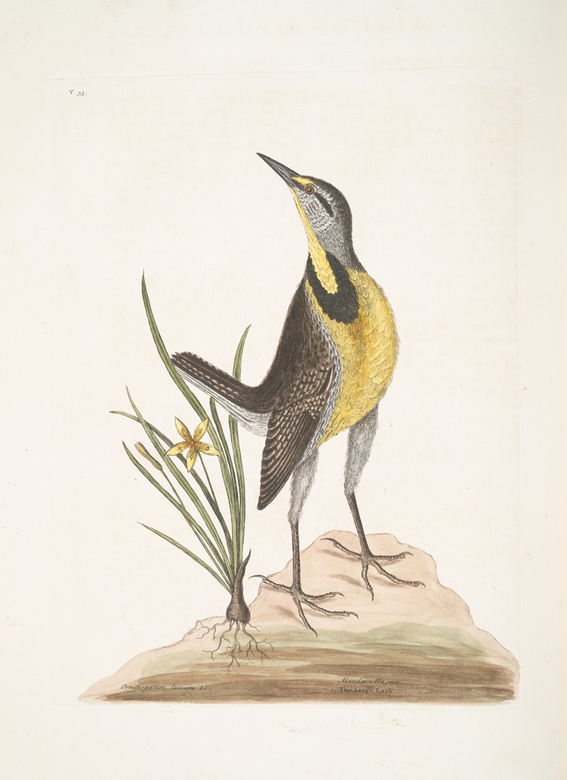 Mark Catesby - Ornithogalum liteum &c., The Little yellow Star-Flower; Alauda Magna, The large Lark.
