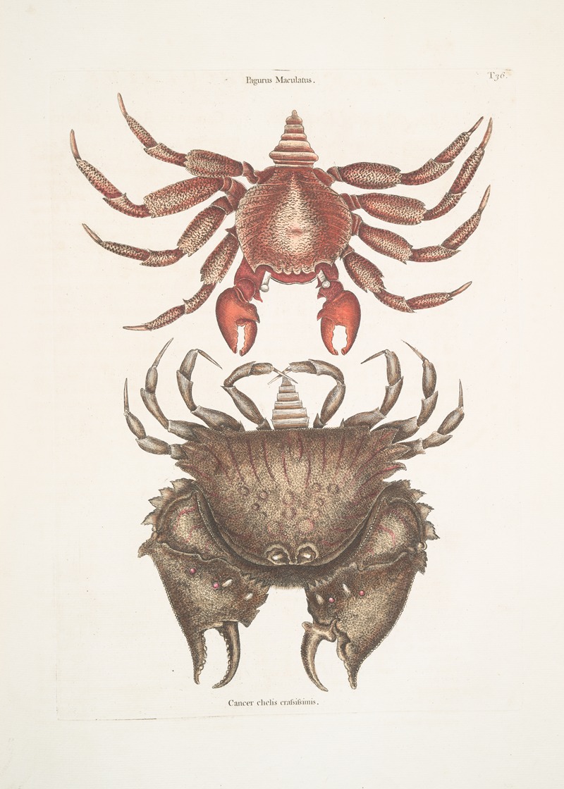 Mark Catesby - Pagurus Maculatus, The res mottled Rosk-Crab; Cancer chelis crassissimis, The rough-shell’d Crab.